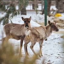 У Фельдман Екопарк з’явилися північні олені