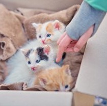 У Фельдман Екопарк відзначили Вербну неділю та День Землі
