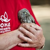 Фахівці Фельдман Екопарк рекомендують не «рятувати» пташенят-злетків