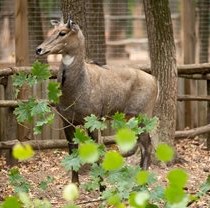 У Фельдман Екопарк оселилися нільгау
