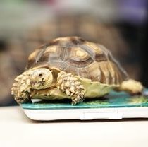 В Фельдман Экопарк вылупились шпороносные черепашки