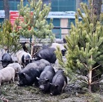 Фельдман Экопарк проводит сбор постновогодних ёлок