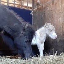 В Фельдман Экопарк родился необычный жеребенок