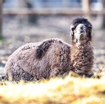 В Фельдман Экопарк родился верблюжонок