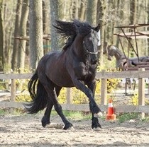 В Фельдман Экопарк два новых жеребца – фриз и пони