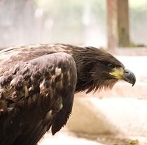 Фельдман Экопарк принял на реабилитацию орлана-белохвоста и европейскую косулю