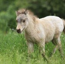 В Фельдман Экопарк копытное пополнение: прибыли две миниатюрные американки с жеребятами