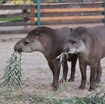 У тапира Далмы в Фельдман Экопарк появилась пара