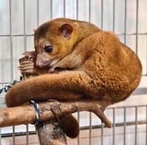 В Фельдман Экопарк можно понаблюдать за «медовыми медведями»