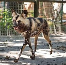 В Фельдман Экопарк поселились гиеновидные собаки