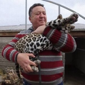 Little jaguars are safe and comfy