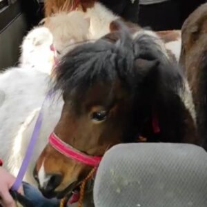 Ponies have been successfully evacuated from Feldman Ecopark