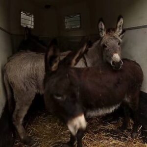 We’ve taken out our wolves and donkeys to a safe place
