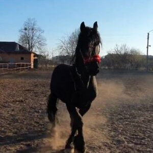 Rescued horses from Feldman Ecopark feel good