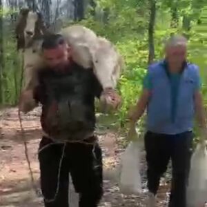 Heroes who actually save animals