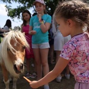 Тварини-терапевти Долини альпака долучилися до реабілітаційних програм Фонду