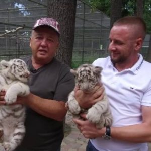У Фельдман Екопарк народилися тигренята!