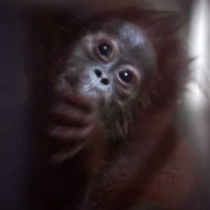 Диво під час війни: у Фельдман Екопарк народилося дитинча у орангутанів!