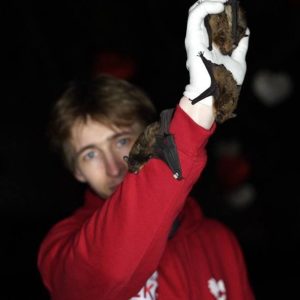 Традиційний випуск кажанів у Фельдман Екопарк — вже 13-й рік поспіль!