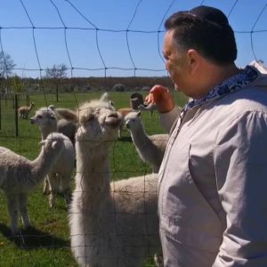 У Фельдман Екопарк відкрився найбільший в Україні контактний зоопарк