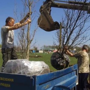 Замість зруйнованих під час війни дерев у Фельдман Екопарк висадять Алею відродження