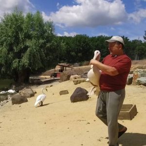 У Фельдман Екопарк відновлюється популяція пеліканів